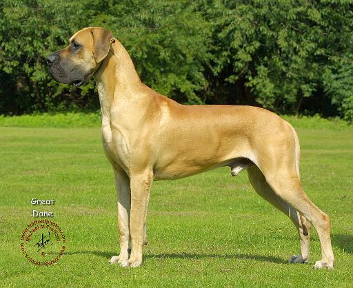 Great Dane 8W096D-18.JPG